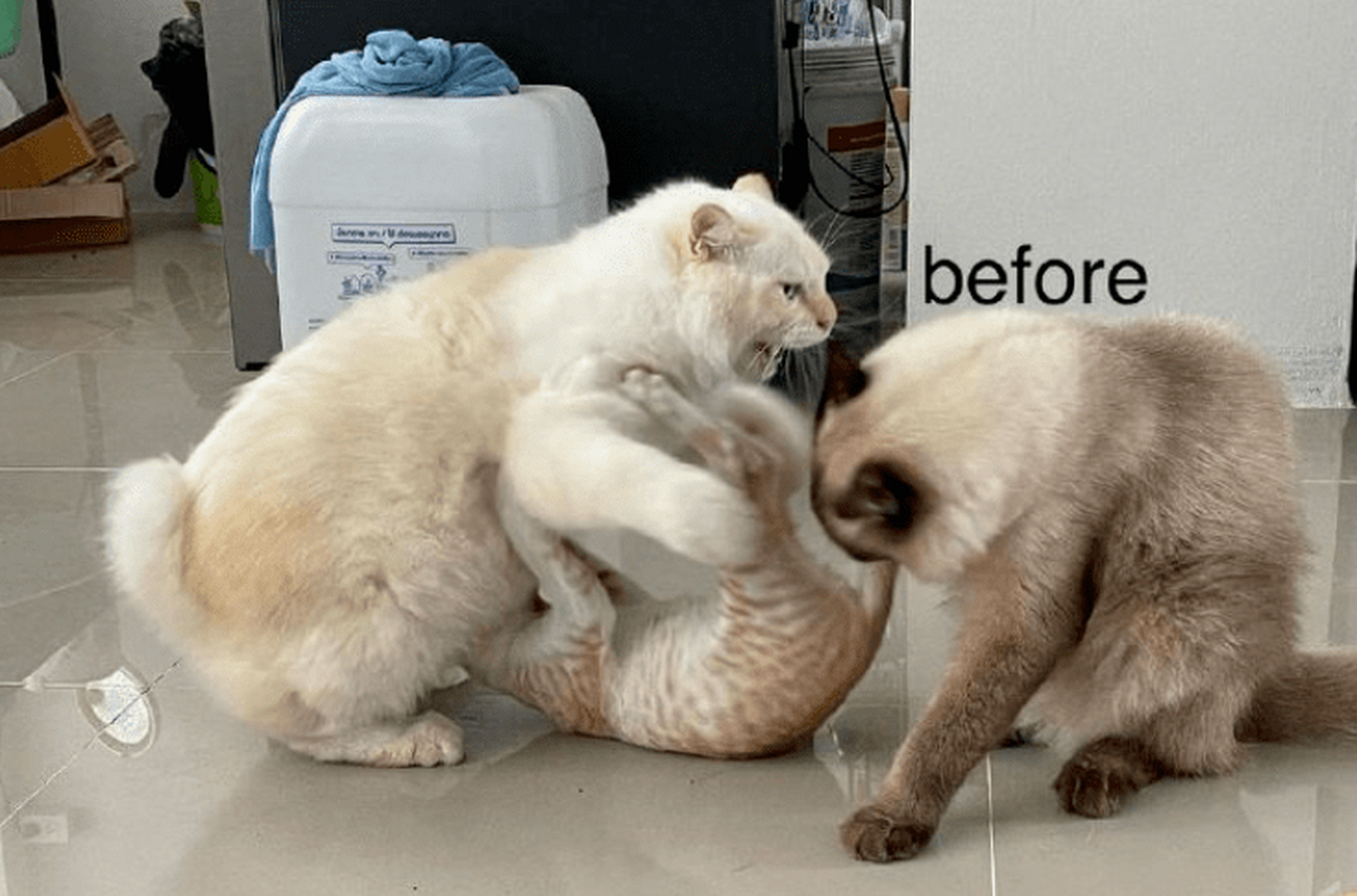 欧洲豪强碾压对手,轻松获得胜利 欧洲豪强碾压对手,轻松获得胜利