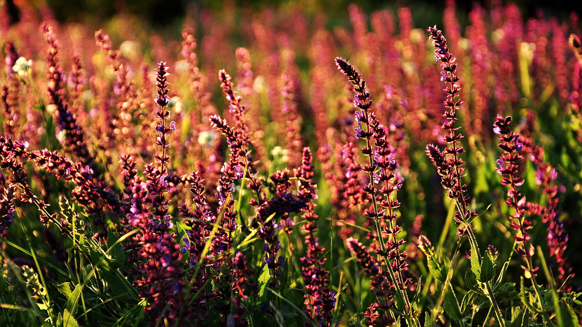 莱奥！永不停歇的蓝色闪电，牙买加用铁血风暴撼动德意志战车