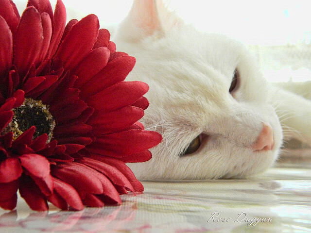 九游娱乐官方-暗面主宰，阿坎吉在伯纳乌的无声交响与防守诗学