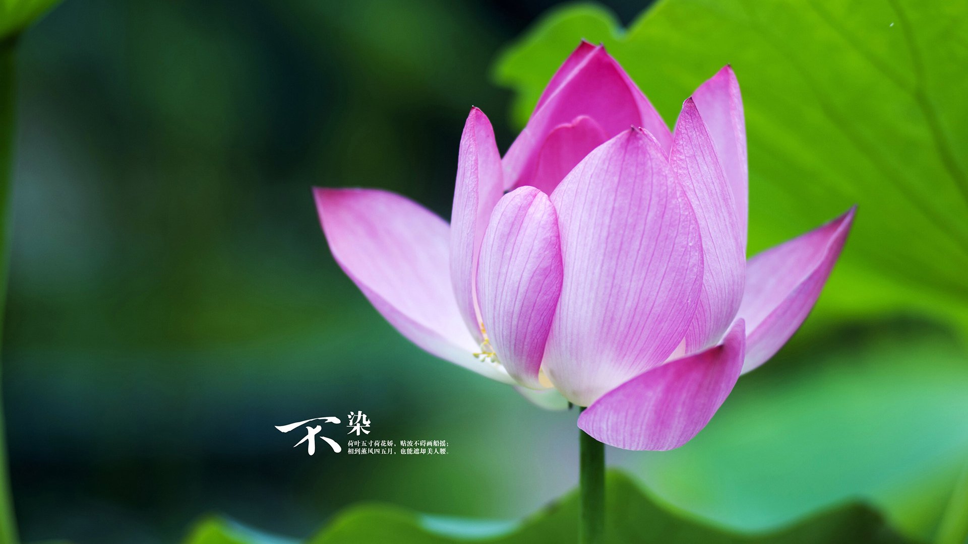 九游官网-铁壁铸就紫金荣耀，湖人的窒息式防守如何在抢七大战中锁死猛龙？