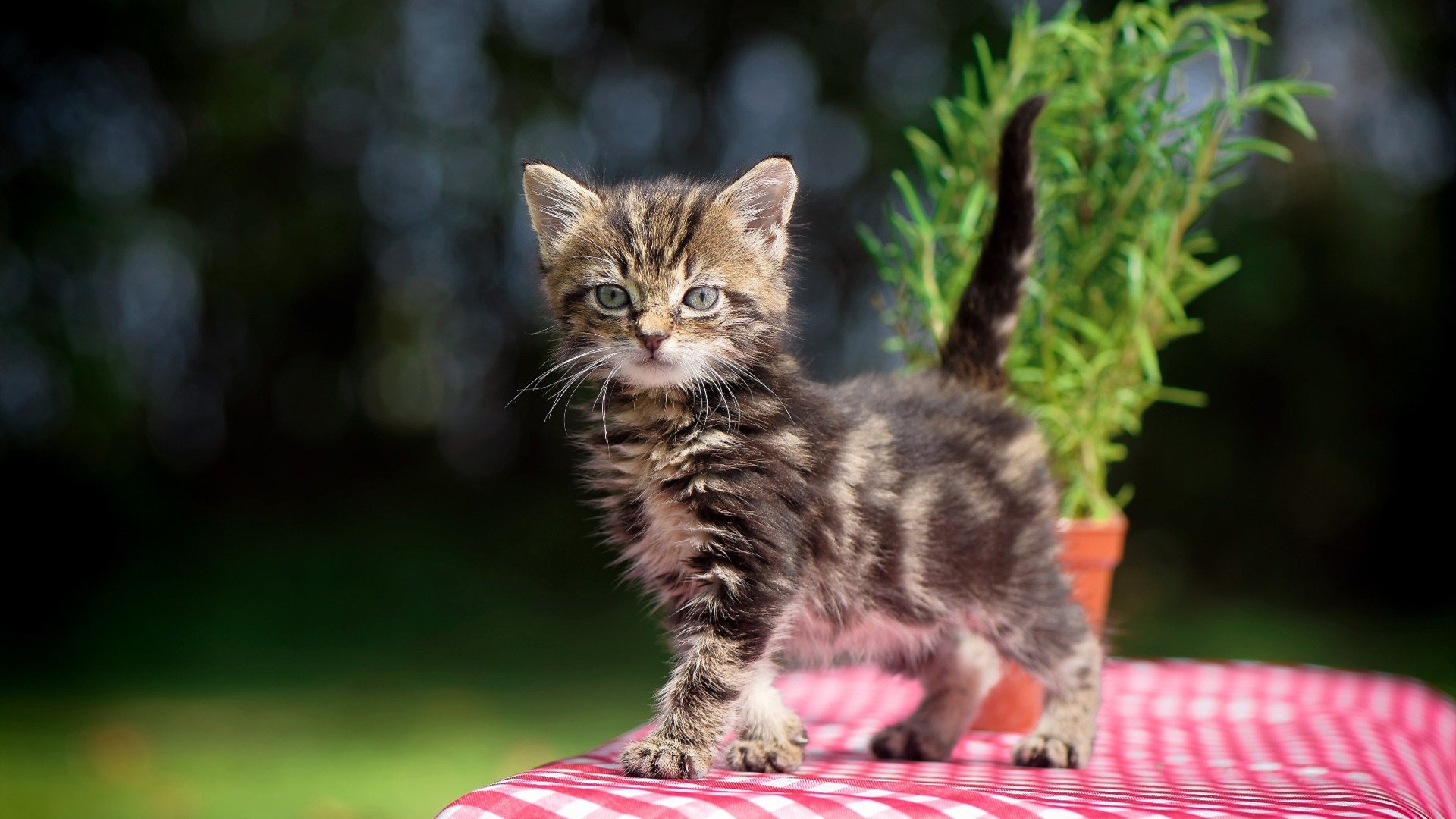 九游游戏-巴斯托尼，在圣马梅斯的熔炉中淬炼成钢