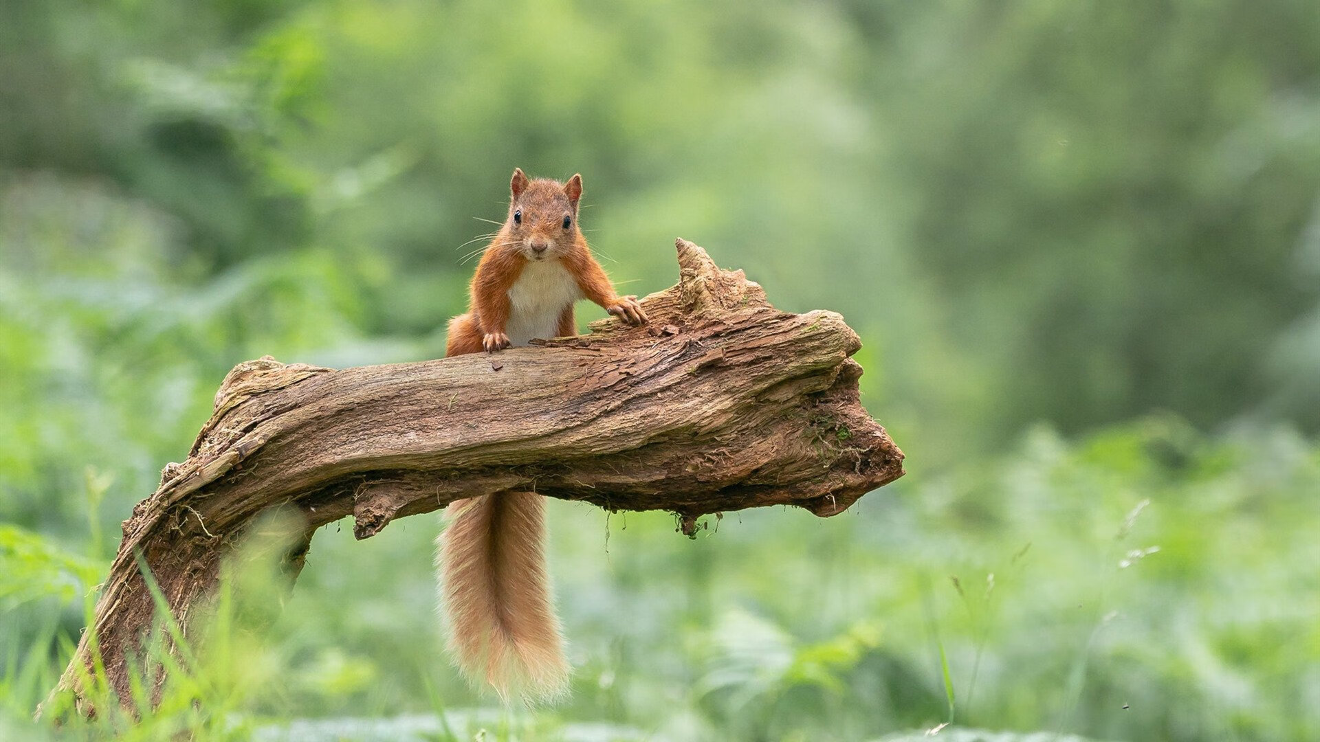封锁的艺术与接管的哲学，国际米兰与凯恩的双重奏
