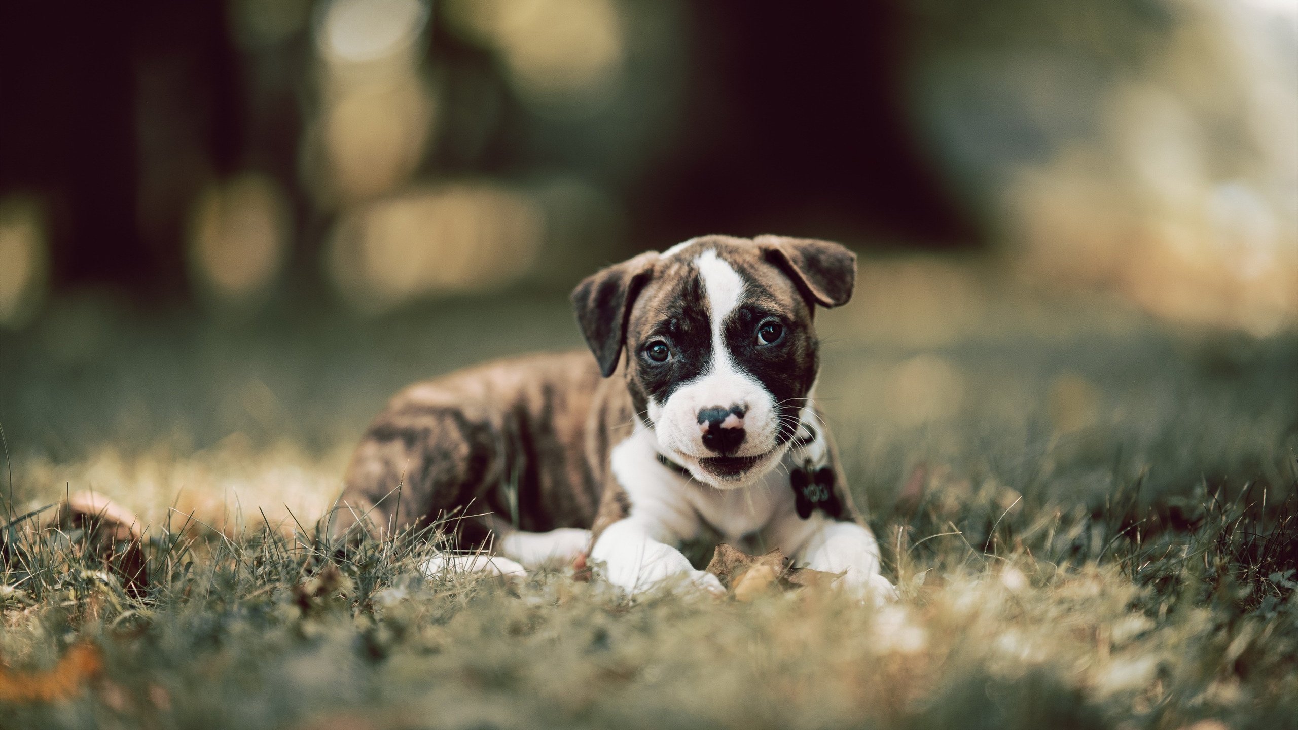 九游体育官方入口-夜翼降临，锡安在F1街道赛的完美征服