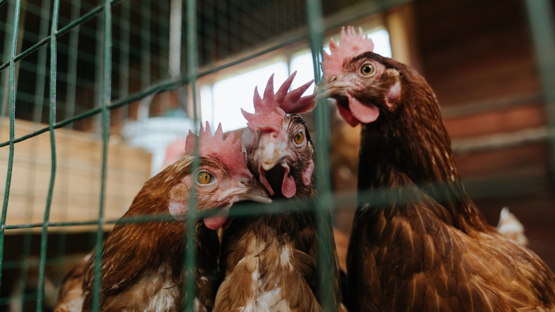 九游体育-体育跨界传奇，洪都拉斯足球稳胜拉齐奥，布雷默篮球统治NBA总决赛