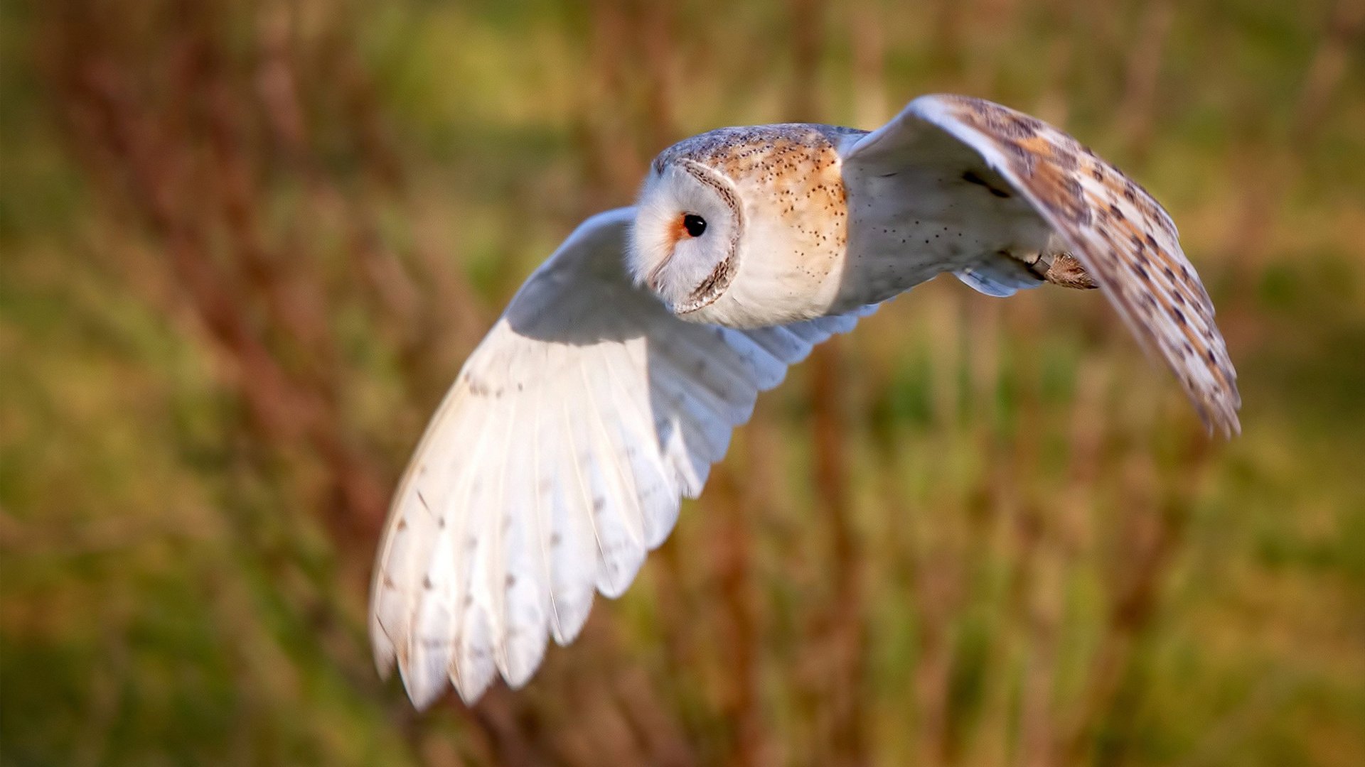 单节风暴！黄蜂一波流击溃尼克斯，锡安如坦克般碾碎防线